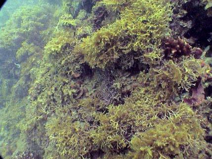 Plate 3.15 Turf overgrowing hard coral (left) and coralline algae (right). 3.4.