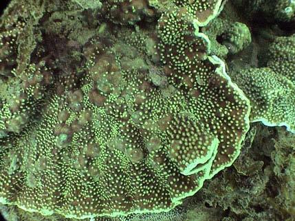 This correlates with the extent of scarring on coral caused by these coral-eating snails with an