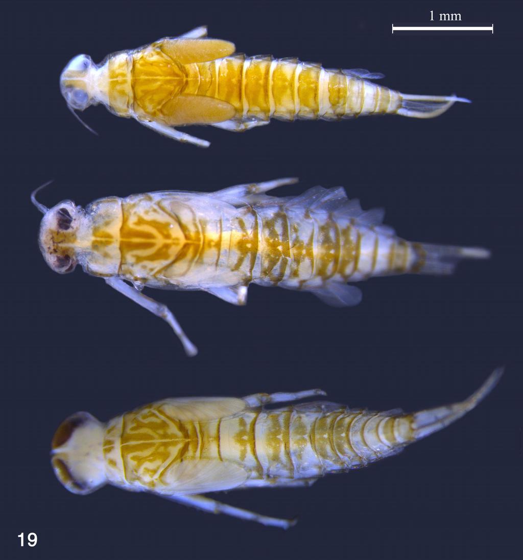 (GBIFCH00238386): 1 larva, 3 larvae; Indonesia; East Kalimantan; Seturan (2001-bloc 57); Bas. Malinau; Riv. Tamalang (Seturan tributary); Long/Lat 116 30'46''E / 2 59'22''N; 135 m.a.s.l.; 11.iv.2001. (MZL).