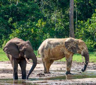 boat transfer (15 mins) to the forest walk through the Valley of the Giants - spend the morning walking amongst some of the tallest trees in the Congo Basin and enjoy a packed lunch