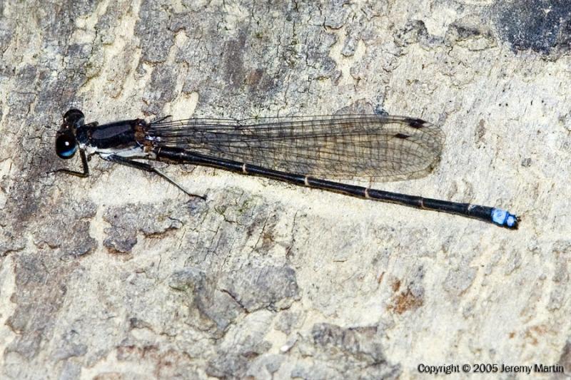 Blue-tipped Dancer Blue-tipped Dancer Scientific Name Family Name Argia tibialis (Rambur, 1842) Coenagrionidae Pond Damsels Did you know?