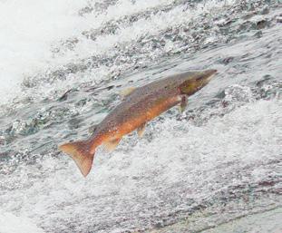 BEST PRACTICE GUIDE NUMBER 1 Enhancement of Atlantic Salmon Population and Biodiversity Considerations of Habitat Restoration in SACs Background The Habitats Directive The Habitats Directive is one