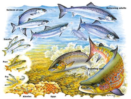 BEST PRACTICE GUIDE NUMBER 1 Enhancement of Atlantic Salmon Population and Biodiversity Considerations of Habitat Restoration in SACs The Atlantic salmon Life Cycle The salmon is anadromous, i.e. born in fresh water, spends most of its life in the sea and returns to fresh water to spawn.