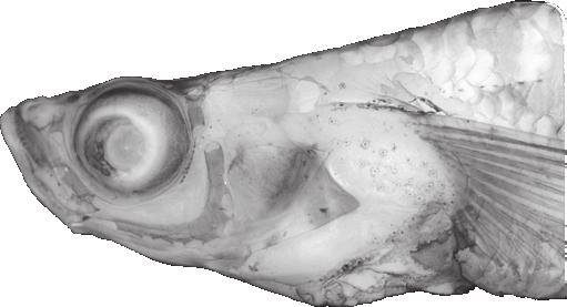Đực male ái female á bụng đầu r Neostethus lankesteri Regan, 1916 )