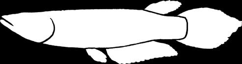 F G E Đực male á bạc đầu r plocheilus panchax (Hamilton, 1822) hỉ có một loài ở đồng bằng sông ửu Long.