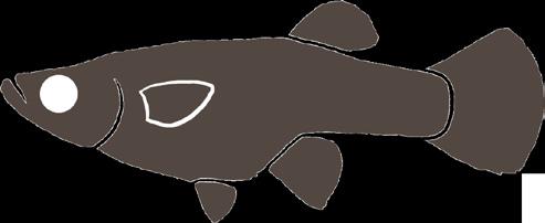 cái không sặc sỡ. ài thân đến 3,8 cm (SL). Là loài cá cảnh, nhập nội, có nguồn gốc từ Venezuela đến Guyana.