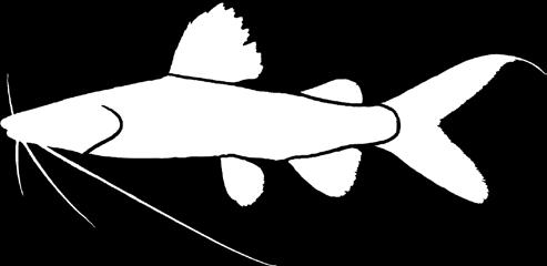 Họ cá ngạnh Family GRIE Họ cá ngạnh thuộc nhóm cá da trơn với các đặc điểm như sau: ) thường có 4 đôi râu (có râu mũi); ) vây ngực và vây lưng đều có tia vi