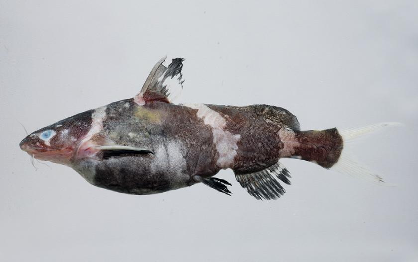 family of catfishes with: ) usually 4 pairs of barbels (nasal barbels present); ) pectoral and dorsal fins with a spine; ) variously-sized adipose fin above