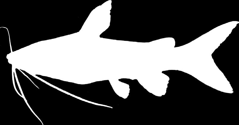 á chốt vàng Mystus velifer Ng, 2012 ) Vi mỡ ngắn; ) thân màu trắng bạc; ) râu dài đến sau cuống vây đuôi. ài thân đến 14,5 cm (SL). Phân bố lưu vực Sông Mê-kông đến Thái Lan.