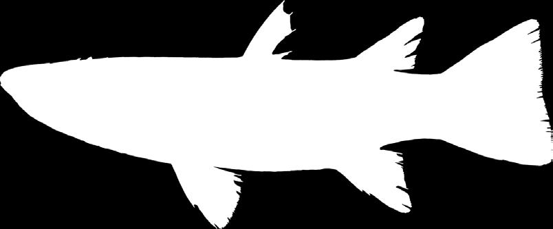 ộ cá đối Order MUGILIFORMES Họ cá đối Family MUGILIE Họ cá đối thuộc nhóm cá xương với các đặc điểm như sau: ) có 2 vây lưng tách biệt và ngắn, vây lưng thứ nhất có 4 gai cứng; ) không vảy đường bên;