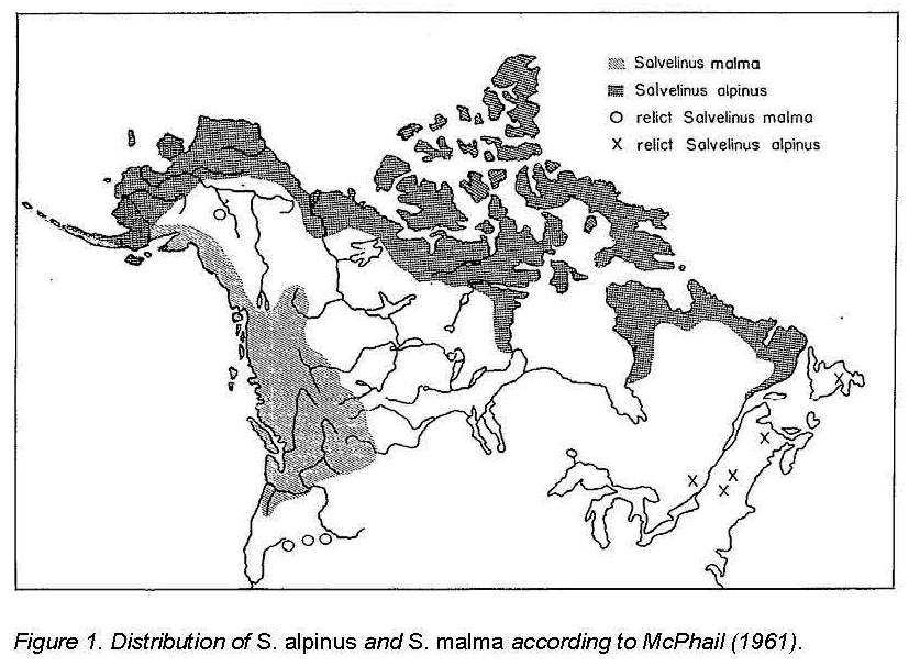 Distribution of Arctic