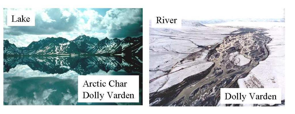 Parallels between AC and DV in Alaska and BT and DV in BC in Life History