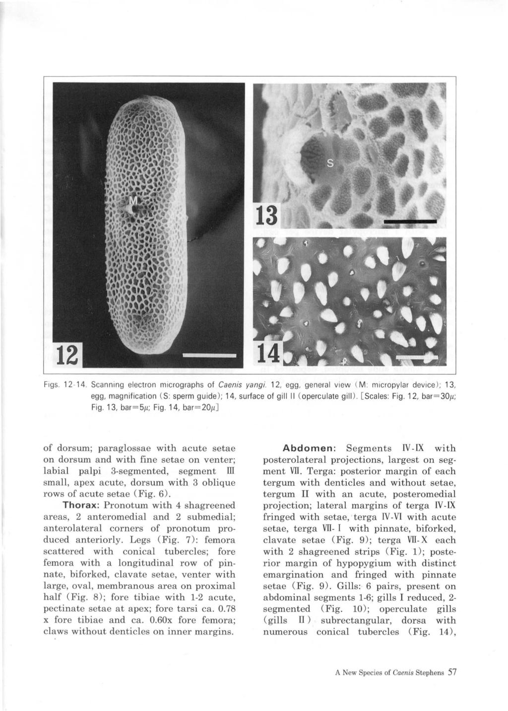 Figs. 12-14. Scanning electron micrographs of Caenis yangi. 12, egg, general view ( M: micropylar device ); 13, egg, magnification ( S: sperm guide ); 14, surface of gill II ( operculate gill ).