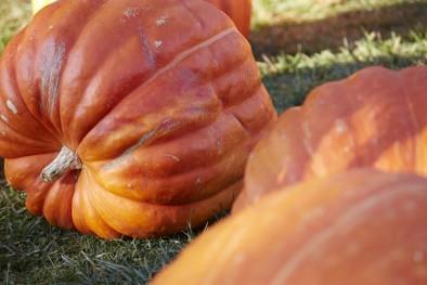 Learn all about pumpkins as you sort varieties and answer quiz questions at the Pumpkin Discovery Center.