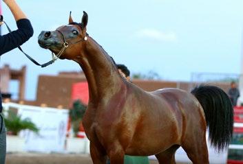 B/O: DUBAI ARABIAN HORSE STUD