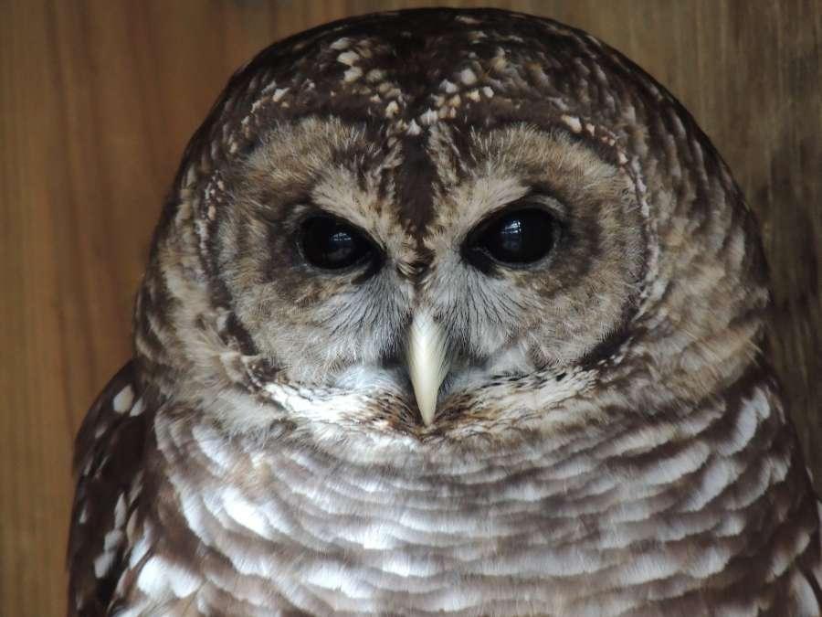 Owls help keep everything in balance in nature. They help keep animal populations like mice in control.