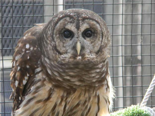 Many of us are surprised by the wide variety of things barred owls eat! We are delighted to think of owls wading up to their knees! Our next question is, did Gus have any brothers or sisters?
