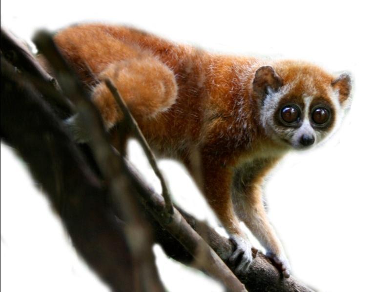 HOW ARE LORISES ADAPTED TO A LIFE IN THE FOREST? 1. Loris have...to give them a really good grip. This means they can grasp branches tightly for a long time without getting tired. 2. Loris are.