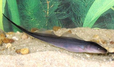 Knifefish Electric eel The fish is constantly emitting a weak electric charge that generates a field and they can sense