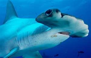 shark (Carcharhinus leucas) 13 and