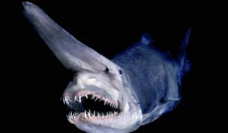 Megamouth shark Cat