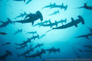 Shark Deepsea Shark