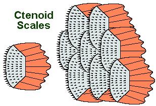and calcium carbonate Ctenoid scales have teeth, or ctenii, on the
