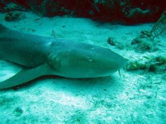 moving slowly (sharks) Nurse shark resting on bottom Mechanoreception In fishes, this involves detection of movement or vibrations in the water involving 2 main systems: lateral line system and