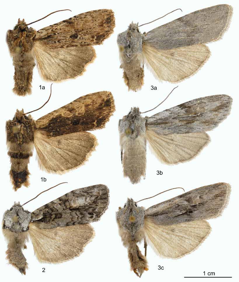 ZOOTAXA FIGURES 1 3. Adults of Lithophane species. 1a, b) L. lanei, Ottawa, ON; 2) L. scottae, Ottawa, ON; 3a, b, c) L. boogeri, nr. Tumalo, OR.