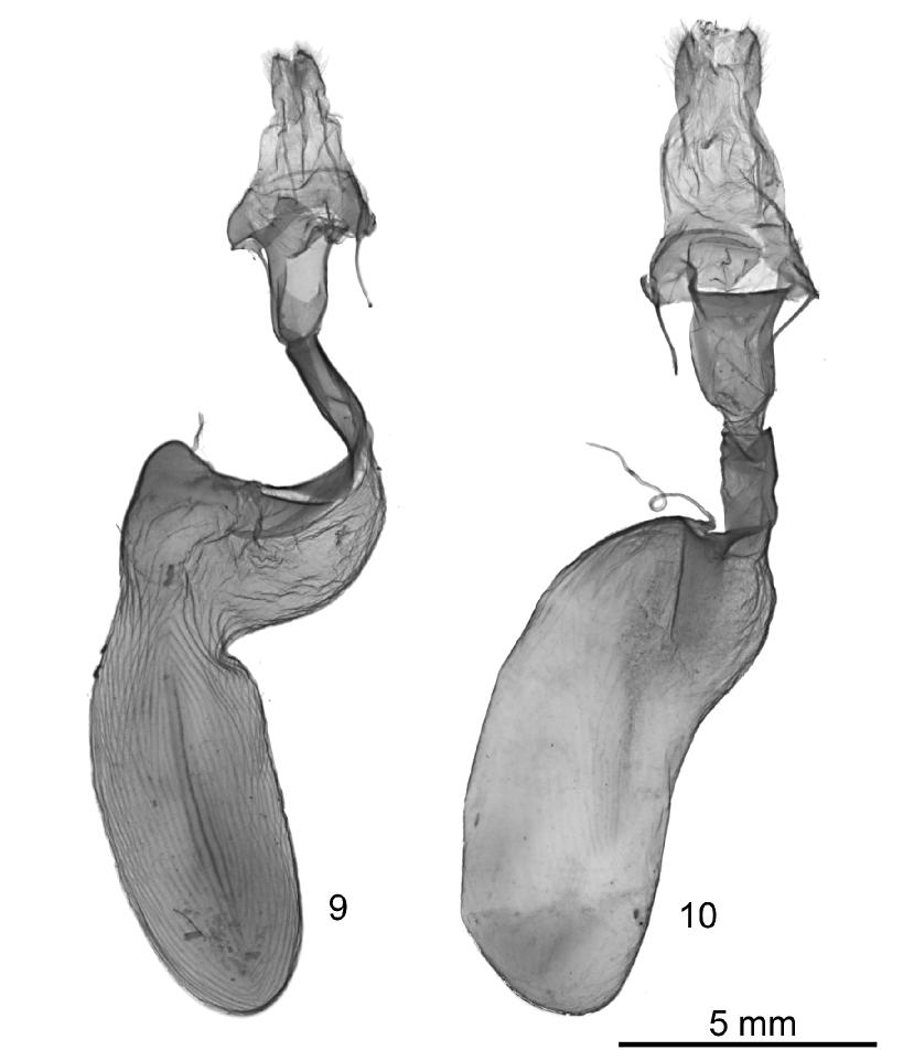 ZOOTAXA FIGURES 9 10. Female genitalia of Lithophane species. 9) L. lanei; 10) L. boogeri. Type material. Holotype male: Canada, Ontario, [Ottawa], Carp Ridge, E. side, 45 24.63 N, 76 03.