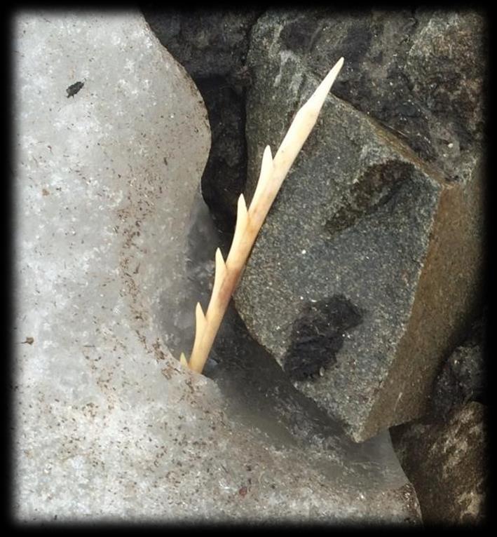 The antler arrow point was found sticking out of the ice, in almost pristine condition. (Yukon government) They pulled it out and discovered a copper end blade attached.