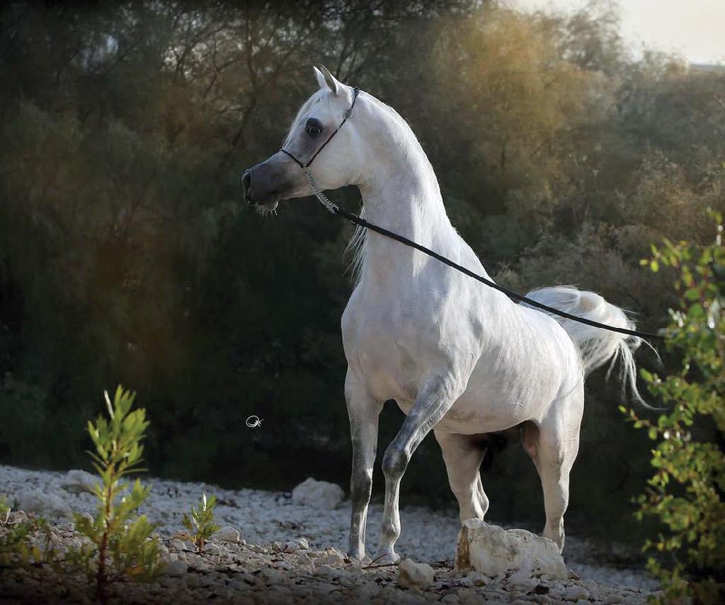 Bariq Al Shaqab (Al Adeed Al Shaqab x Wahayeb Al Shaqab [Ansata Selman x Johara Al Shaqab]) 2011 Stallion 16 Champion Colt, Bariq Al Shaqab, two highly successful show horses among a group of