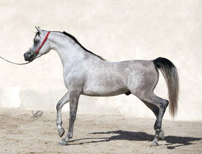 Farhoud Al Shaqab foal Farhoud Al Shaqab was born in 2008 and was immediately