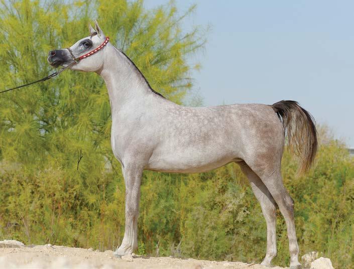 Farhoud Al Shaqab Of all the Al Shaqab stallions, Farhoud Al Shaqab is the most reliable for