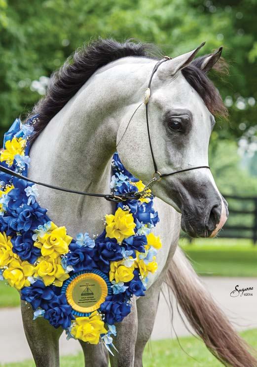 From Farhoud Al Shaqab s first foal crop of just two American bred foals, Layali Al Shaqab (x QR Annah Ferrari by Enzo) was named the 2012 Egyptian Event Champion Filly.