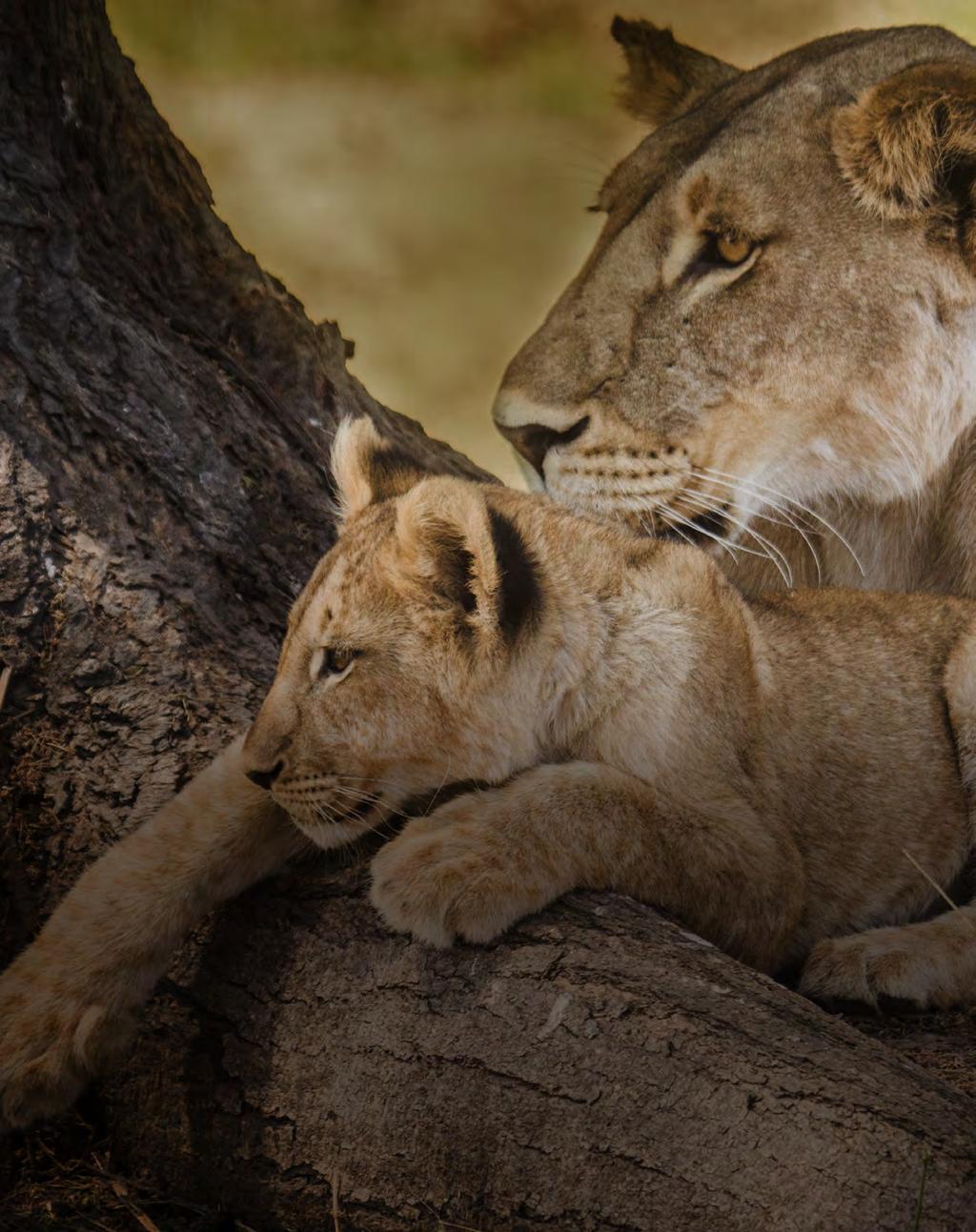 CONSERVATION & CULTURAL INITIATIVES RUAHA CARNIVORE PROJECT Carnivore Research project Ruaha National Park, Tanzania Eric Frank/Kwihala Camp/Asilia Africa $ 90 in proceeds from your safari go to the
