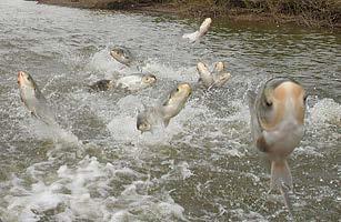 Asian Carp are the Number One Invasive Taxon in the World