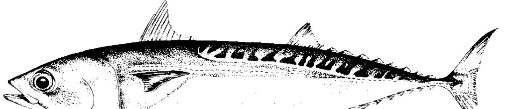 single and 1. a. A. thazard long, at least as long as longest pelvic fin ray... Auxis b. A. rochei Fig. 65 38 a.