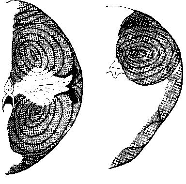 80) Scomber Sarda Auxis Euthynnus