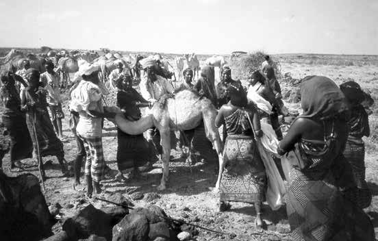 Kenya Past & Present issue 39 The camel dance, performed during a wedding. Camels are central to Gabra culture and play a role in nearly all ceremonies. allowed to go out, which travels with the yaa.