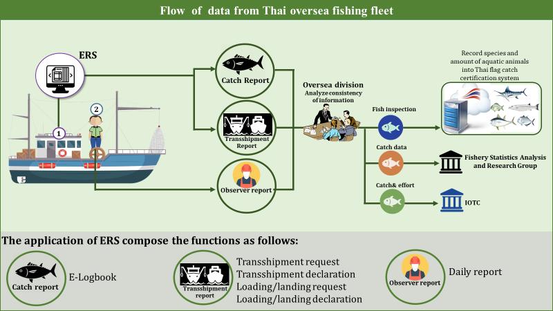 Flow of data from Thai oversea fishing fleet The traceability system for catches on Thai vessels, the process starts from checking the origin of the catch, cross checking species and weight of the