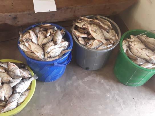 Confiscation of young Chambo was carried out at Nkhotakota market in December 2017. During that activity, 58.3kg of young Chambo was confiscated by the Department of Fisheries.