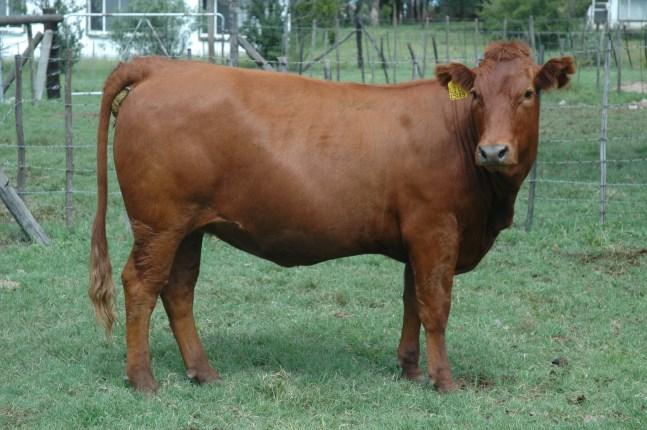 This bull is also bred from the Malka POL0719 female bloodline that