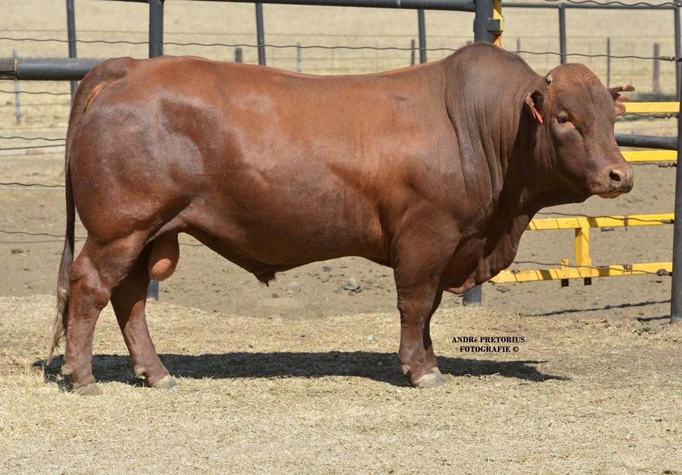 Rafter is one of a set of young bulls on this sale, bred from Up-George genetics.