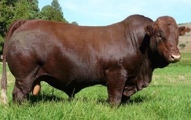 just get goose bumps. We have used Kalua in the Multi KK with his half brother EXL1619 Kaiser.
