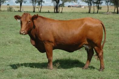 now this fine LAR0755 son Excelsus Kalari. We have used this fine bull in our heifer herds.