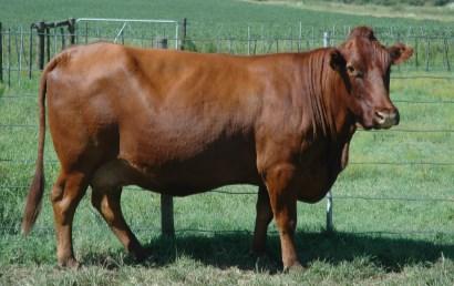 Danie is a beautifully compact Excelsus type Bonsmara bull that we have been striving to