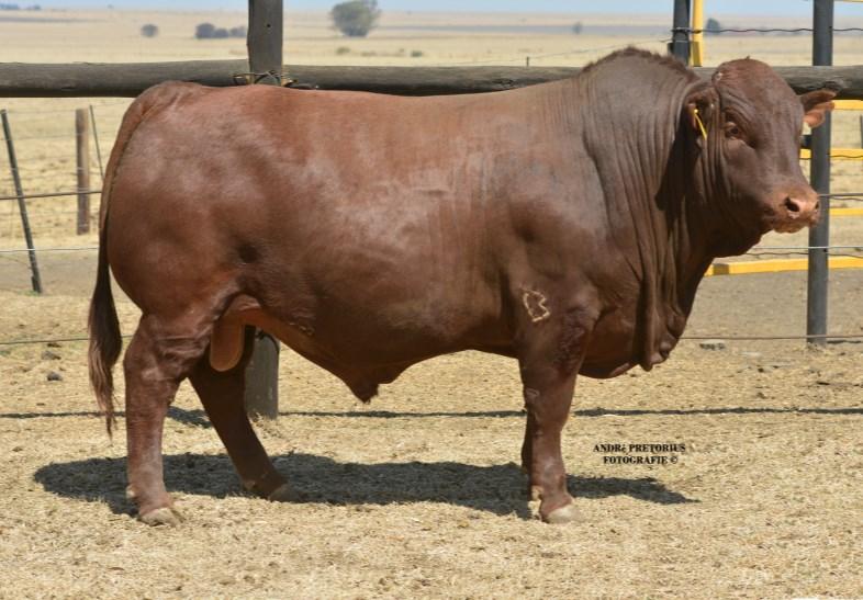 Elanga is a new bloodline from our Excelsus breeding program with his sire been EI0573 that did so