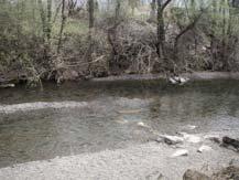 creeks to spawn Offspring hatch and migrate to lake within days to weeks