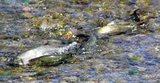 Brief flows during winter rains Hitch spawning videos Photo by Richard